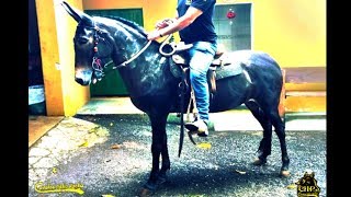 MULA DE PATRAO MARCHADEIRA DEMAIS CAVALOS HELIO ROCHA [upl. by Akira]