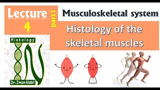 4aHistology of Skeletal musclesMuscular tissue [upl. by Truk]