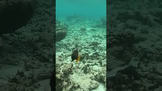 Balistapus undulatus triggerfish trekkervis fish travel scubadiving snorkeling ocean scuba [upl. by Anez268]