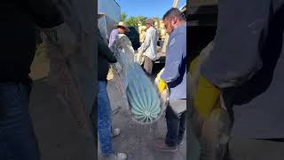 4 men loading 1 cactus cactus nursery foryou foryoupage [upl. by Tye]