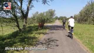 Cycling through the dunes to the beach Netherlands 278 [upl. by Chandal]