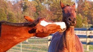 Horses playing in the field  Horses playing running and biting at each other [upl. by Boyce]