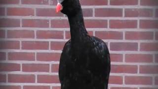 helmeted curassow [upl. by Ahsiekahs]