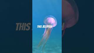 Immortal Jellyfish Turritopsis dohrnii  The Eternal Sea Creature 🪼 OceanFacts ImmortalJellyfish [upl. by Oran]