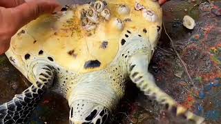 Remove barnacles and rescue seaturtle fullremovebarnacles [upl. by Oirromed]