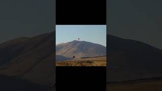 Central valley pheasant hunting 2024 pheasanthunting gsp centralvalley shotkam shotgunhandcam [upl. by Sihon]