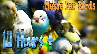 10 Hours  Calming Music For Birds  Budgies  Relaxing Music to Tame your Birds 3 [upl. by Lener]