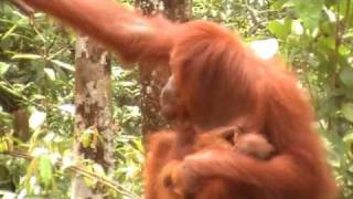 Steppes Discovery Borneo Orangutan Baby Feeding [upl. by Nodnalb]