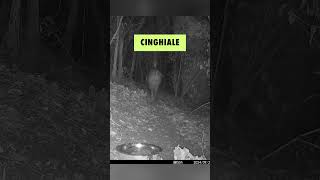 Ecco cosa HA RIPRESO la mia FOTOTRAPPOLA in un BOSCO vicino CASA [upl. by Akili]