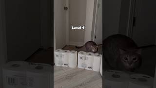 Goodest boy 🥰 cat SirJude shorts reels [upl. by Redna]