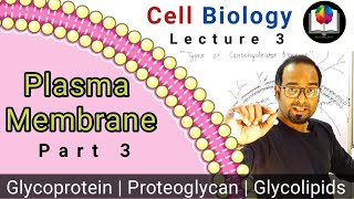 Plasma Membrane Part 3  Glycolipids  Glycoproteins  Proteoglycans  Lectins  CSIR  GATE  DBT [upl. by Micky937]