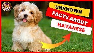 Top 9 Facts About Havanese Dog Breed Facts and Information  DogDingDa [upl. by Devehcoy]