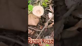 busalu chyau mushroom food vlog villagelife nature findmashroom [upl. by Enaasiali637]