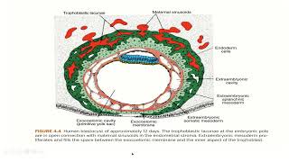 Embryology  Second week development [upl. by Novanod]