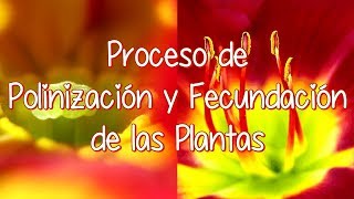 Proceso De Polinización Y Proceso De Fecundación De Las Plantas Con Flores [upl. by Westley]