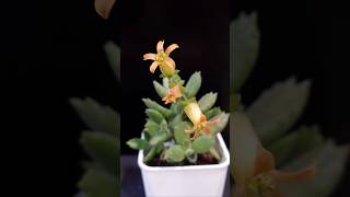 多肉植物熊童子 草莓熊 Cotyledon tomentosa  Succulent Propagation Taiwan [upl. by Ocinom]