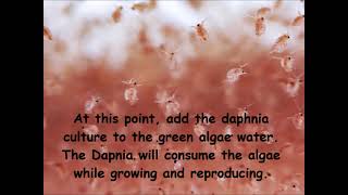 Daphnia  How to grow daphnia in your home [upl. by Lib]