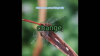 5 Surprising Facts About Dragonflies You Didnt Know dragonfly shorts nature usa [upl. by Leifer864]