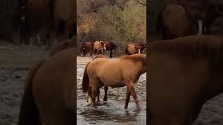 Beautiful Band Of Wild Horses Crossing The Salt River In Arizona wildmustangs [upl. by Asp]