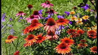 33 Coneflower Varieties  Growing Coneflower From Seed [upl. by Oswin]