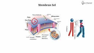 Struktur Membran Plasma Membran Sel [upl. by Somar]