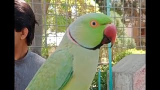 Quetta lalukheth type Sunday Bird Market in Malibagh [upl. by Zimmer768]