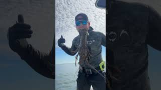 If you enjoy fishing move to Miami lobster shorts youtubeshorts [upl. by Corine]