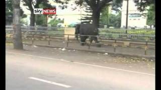 Elephants Go On Rampage In South India Killing One [upl. by Twum]