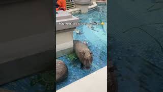 First time to see a Capybara So Amazing 🤩 fyp capybara [upl. by Christi419]