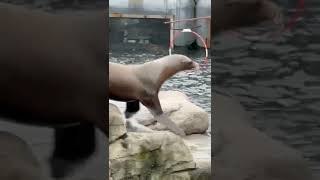 See lion live in Hanover Zoo 🦭 [upl. by Poirer]