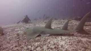 Guitar Shark in the Maldives [upl. by Harness782]