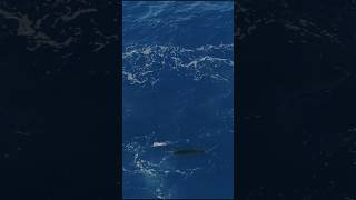 Sailfish Mayhem sailfish fishing kwillo89 [upl. by Leumel]