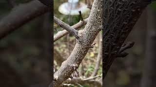 Pruning an apricot tree 🌳 ✂️ sharppruners urbanhomesteading [upl. by Jerrilee984]