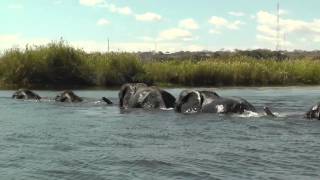 Family of Elephants Swim Across The Chobe River Botswana Africa [upl. by Anen299]