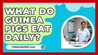 What Do Guinea Pigs Eat Daily  PetGuide360com [upl. by Idnim630]