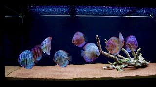 New Aquascape 120 Gallon Discus Fish Tank  Juwel Rio 400 [upl. by Jolene]