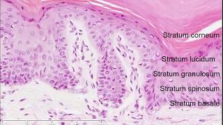 Histology of the Skin [upl. by Per]