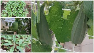 harvesting ridge gourd ivygourd sorrel leafy veggies [upl. by Pisarik]