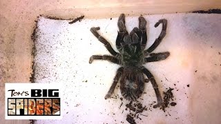 Tarantula Impaction E parvulus [upl. by Dj]