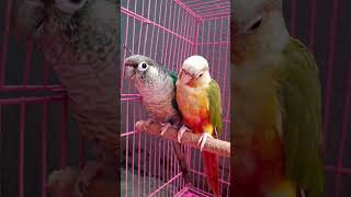 The Most Viral Conure Moments [upl. by Aletsirc]