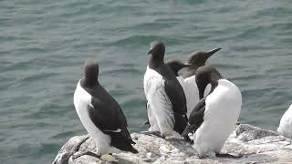 Farne Islands May 2024 [upl. by Yelsehc378]