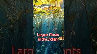 Do You Know the Largest Plants in the Ocean [upl. by Akihsar]