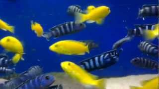 Yellow Labs Labidochromis caeruleus amp Demasoni Pseudotropheus demasoni [upl. by Nihi]