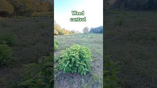 Controlling weeds organic Regenerative weeding weedcontrol [upl. by Ayad]