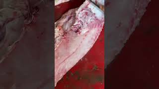 GHESARGROUPER SUPER CUTTING SKILLS 🎏🎏🎏🎏🎏🎏🐟 seafishcutting fishing fishcuting [upl. by Tan480]