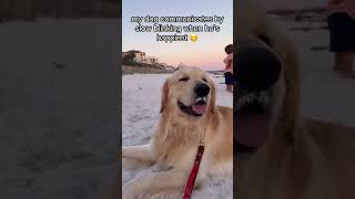 i have the happiest dude in the world goldenretriever funnydogs [upl. by Seagraves810]