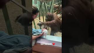 This orangutan see baby In zoo [upl. by Any807]