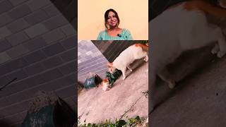 Love And Concern Of A Mother ❤️ shorts youtubeshorts gatos kitten cat [upl. by Zarah]