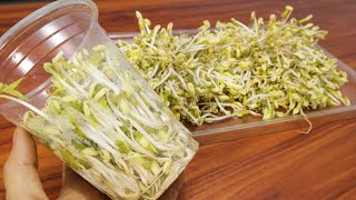 How To Grow Bean Sprouts In Plastic Cups [upl. by Dedrick]