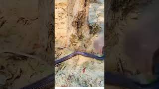 Cobra vs mongoose animallover cobra animals nature snake viralvideo viralshort [upl. by Columbyne507]